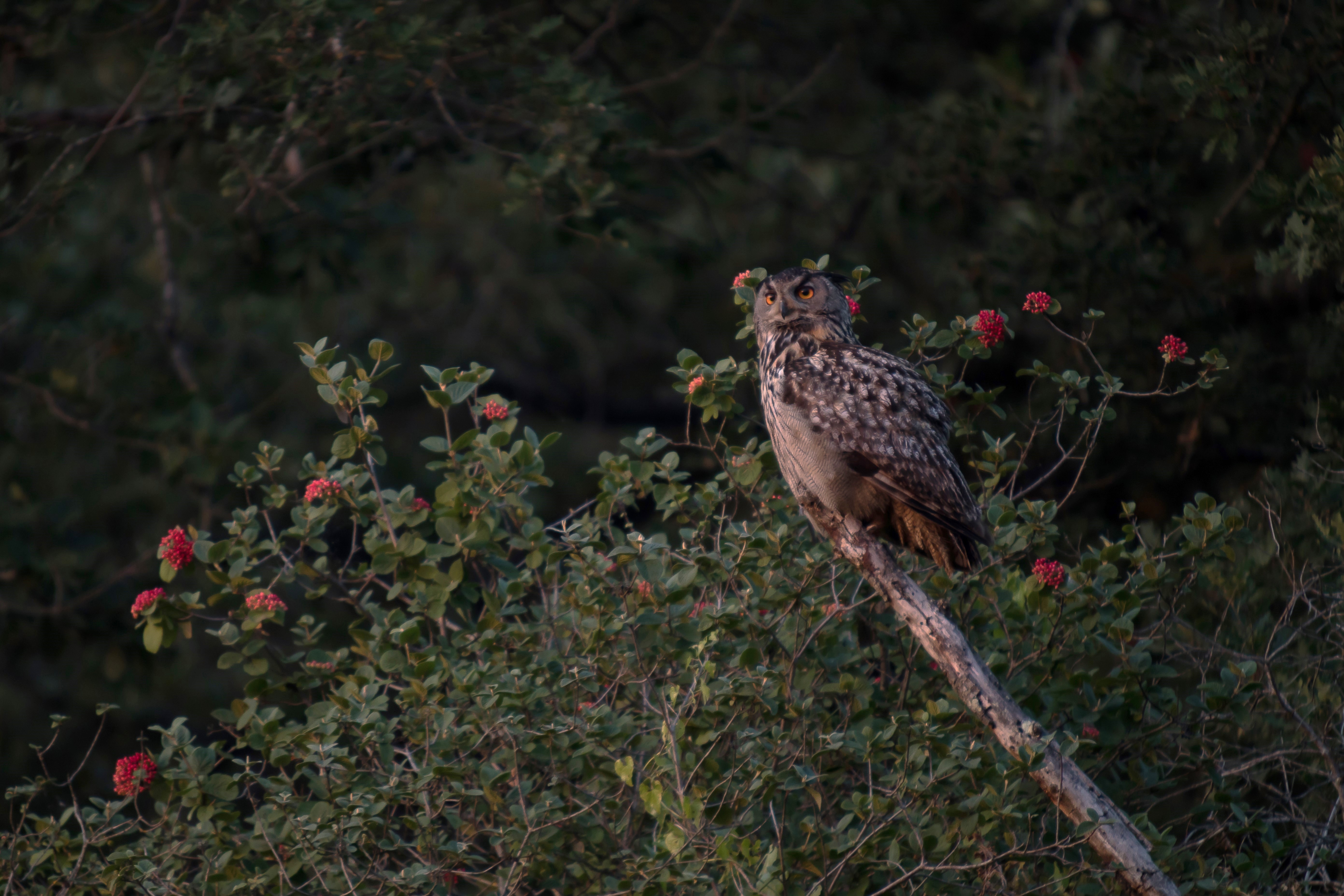 Tirage d'art wildlife